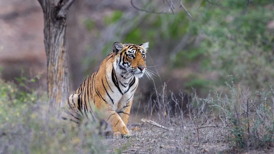 Central India & Tigers — hero photograph