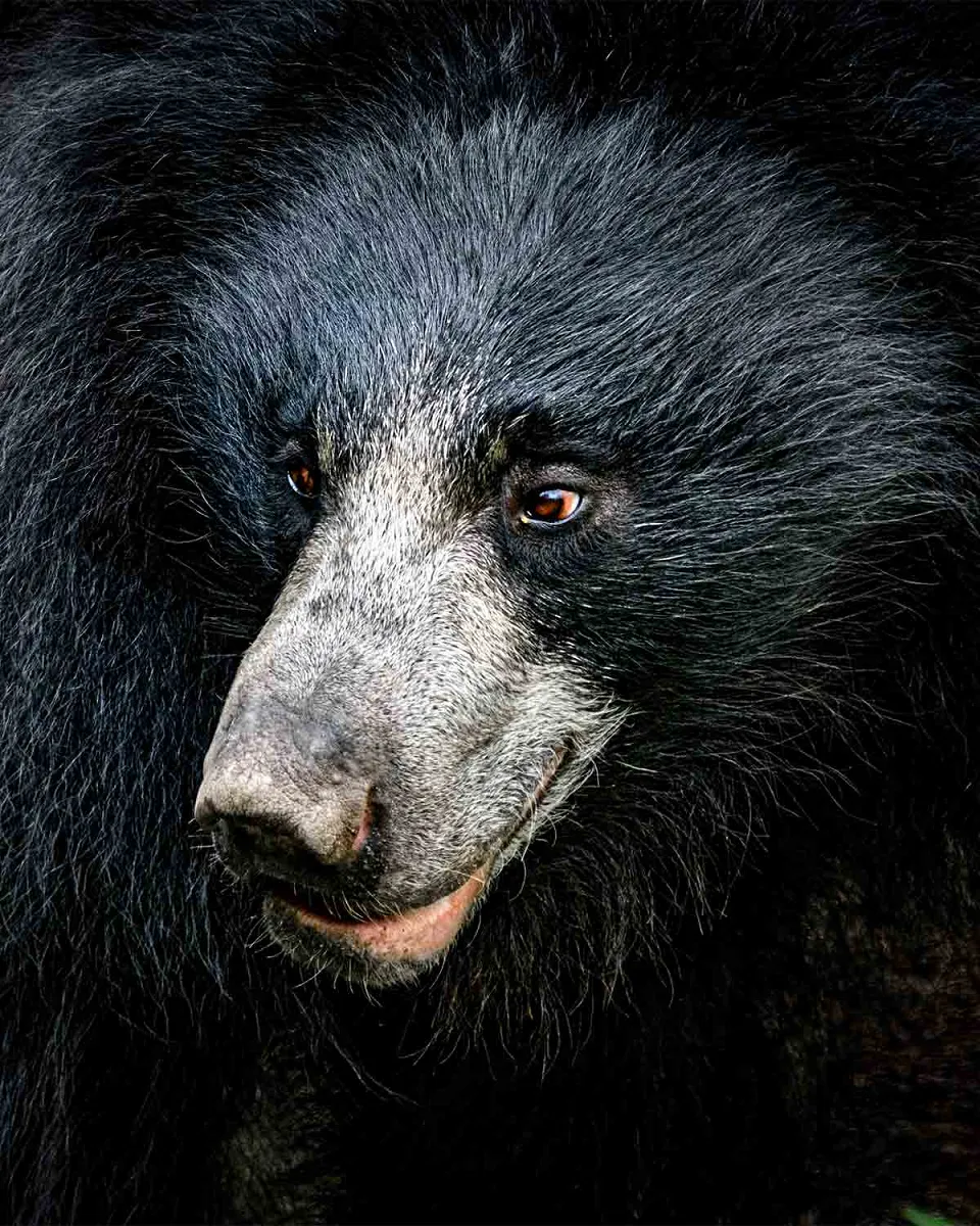 Wildlife of Central India — Wildlife