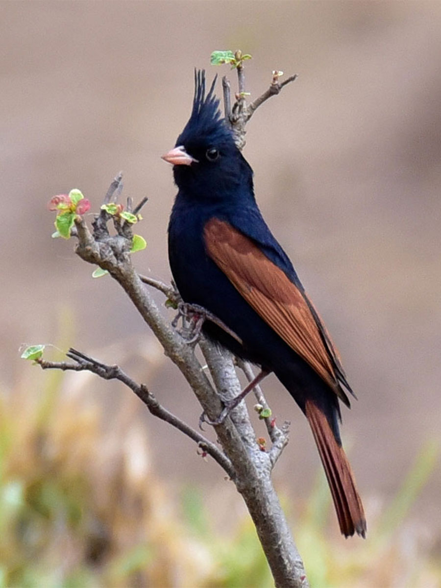 Luxury hotel gallery image