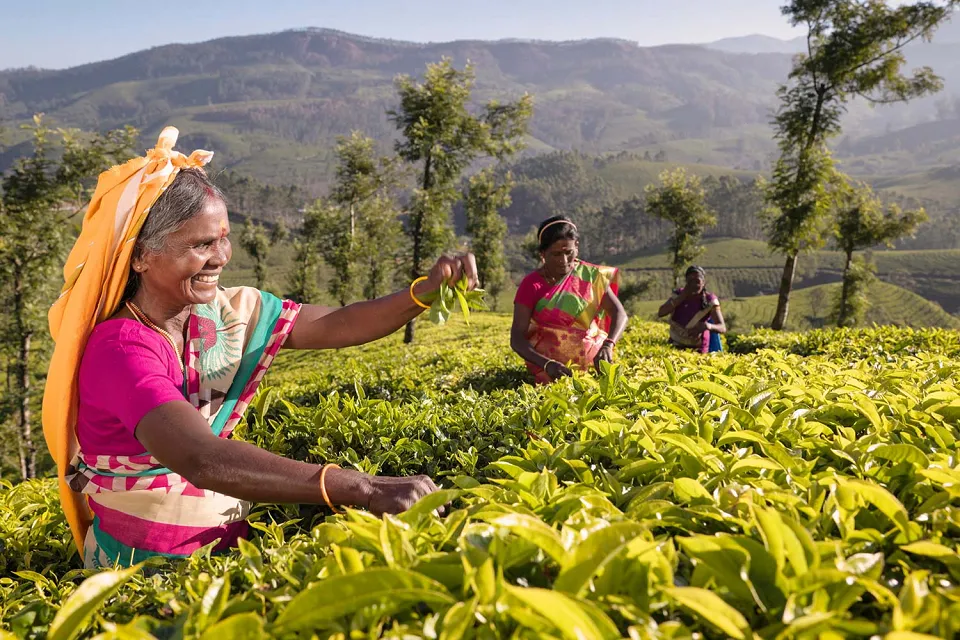 Tea tasting on Classic Kerala