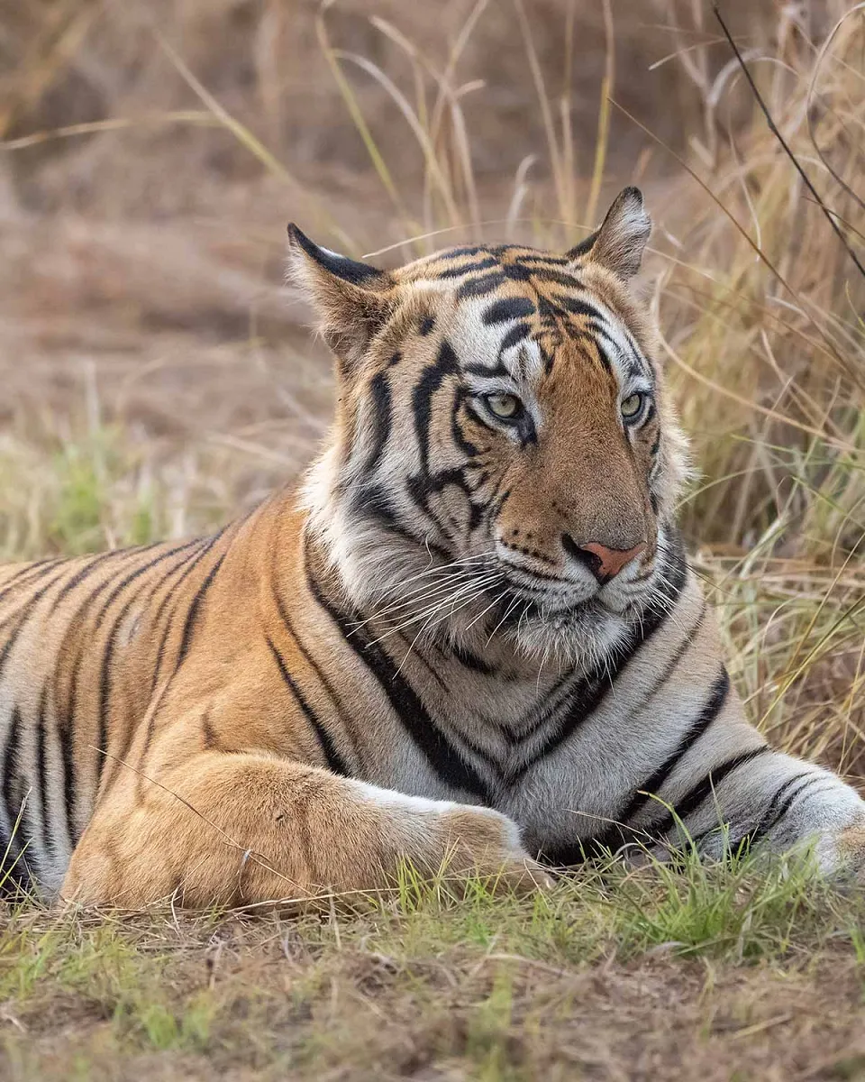 Golden Triangle with Tigers — itinerary photograph