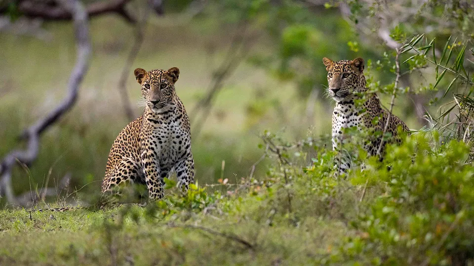 Wildlife of Sri Lanka — Wild Sri Lanka Header