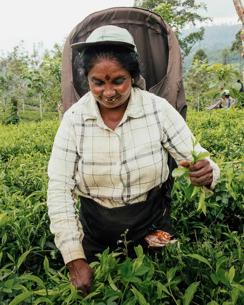 Sri Lanka Tea and Beach — itinerary photograph