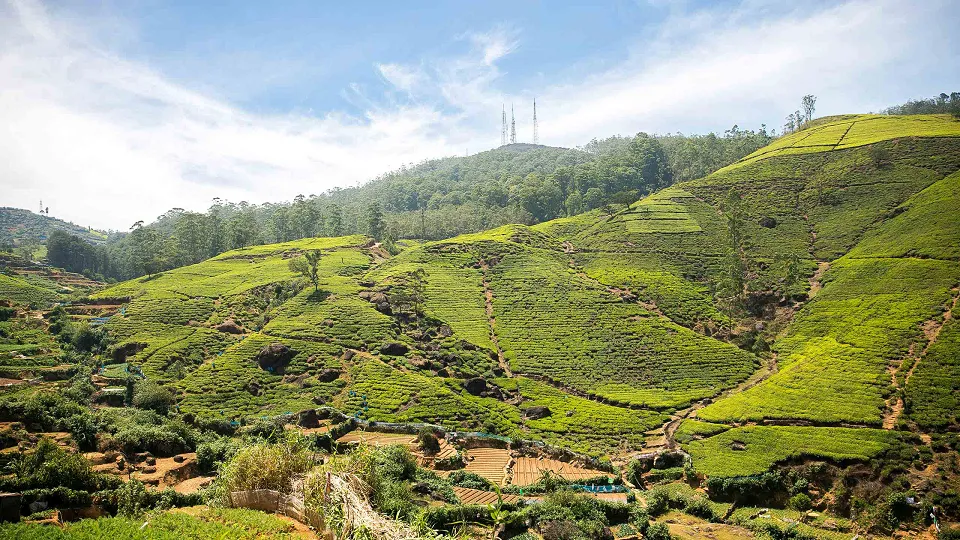 Sri Lanka Tea and Beach — Sri Lanka Tea And Beach Header