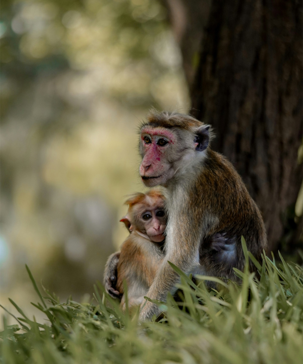 Climb Sigiriya Rock - Memorable travel experience photo