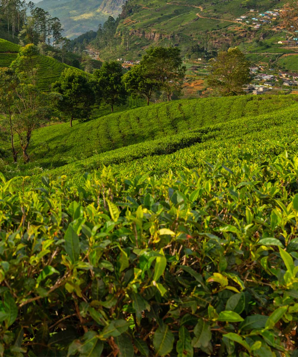 Exciting experience for travelers and explorers gallery image