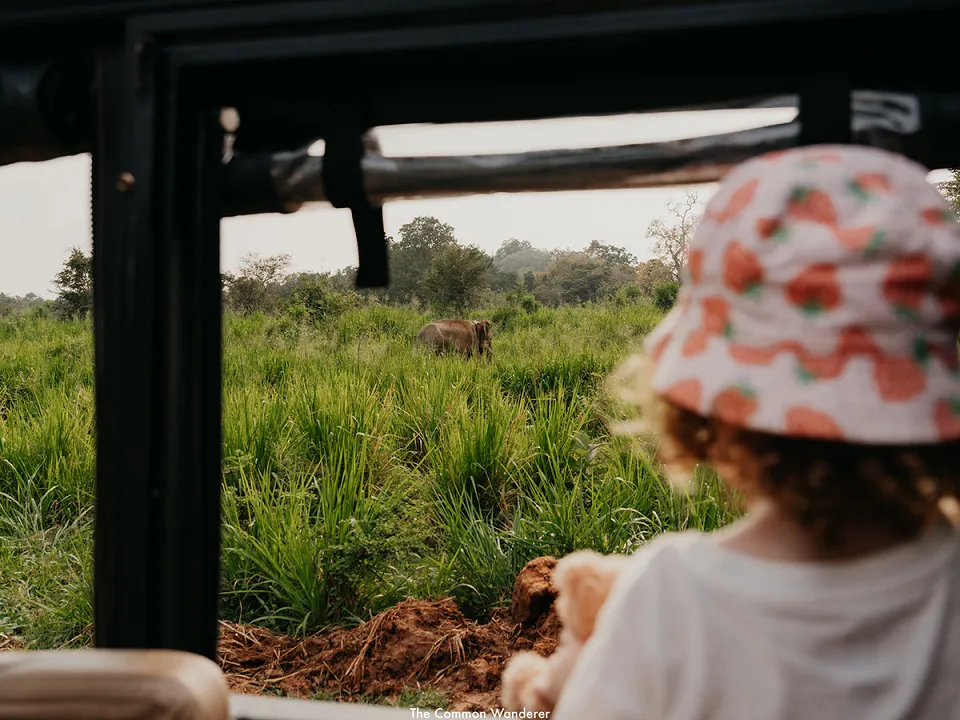 Turtle Time — Safari In Yala Or Wilpattu View 3