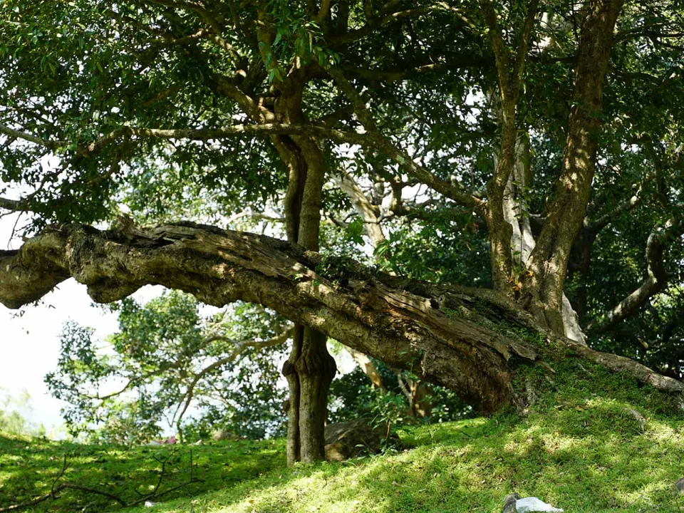 What our travellers say — gallery photograph