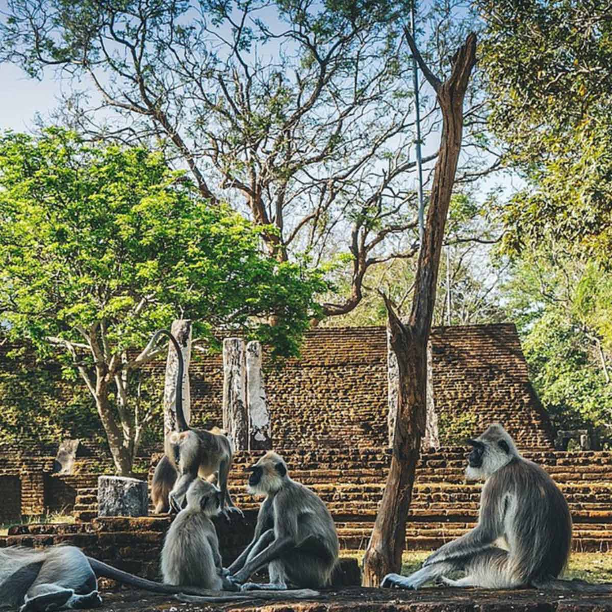 Polonnaruwa - Memorable travel experience photo