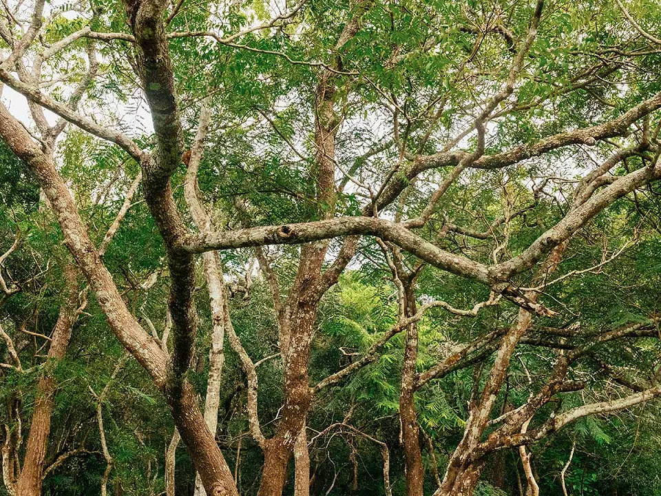 Mihintale View 2 — Red Dot Recommends: Five of the Best Ancient Sites in Sri Lanka