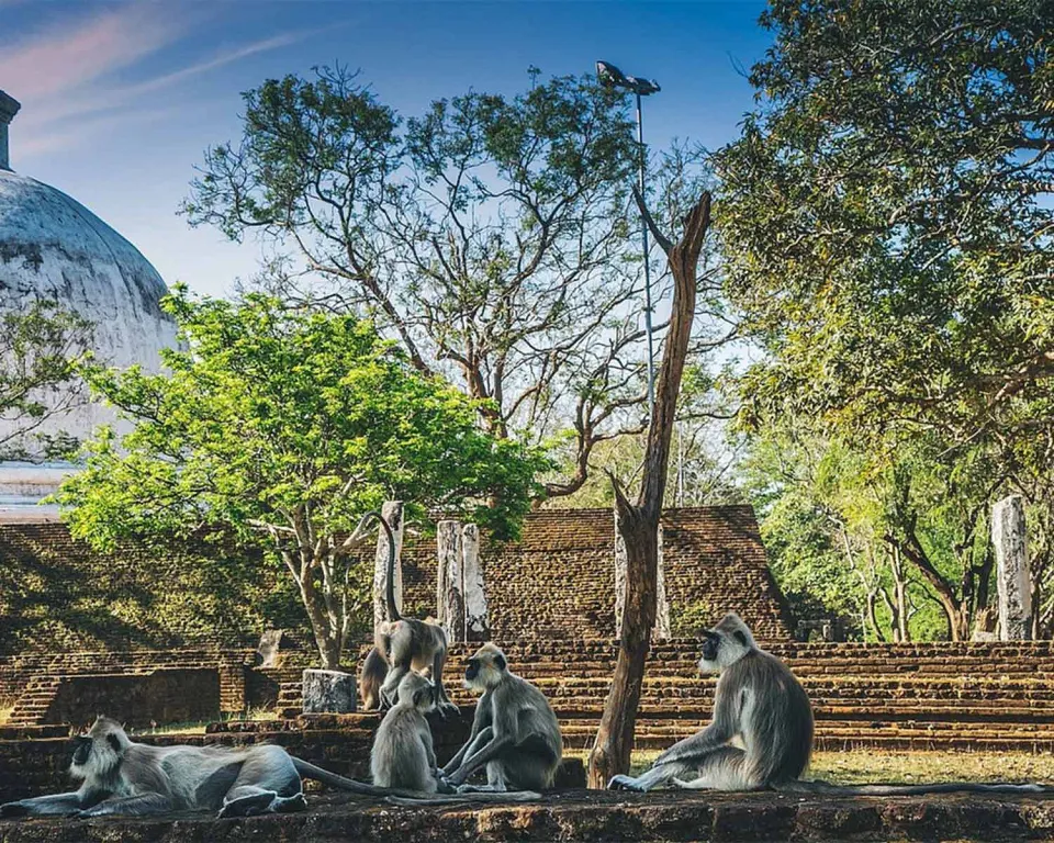 Polonnaruwa by Bicycle - Memorable travel experience photo — gallery photograph 4