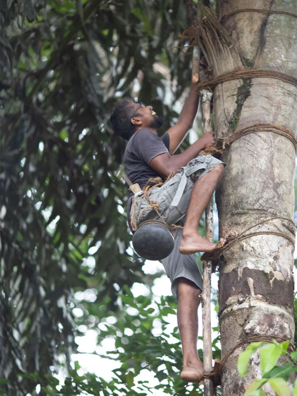Scent of Toddy — gallery photograph