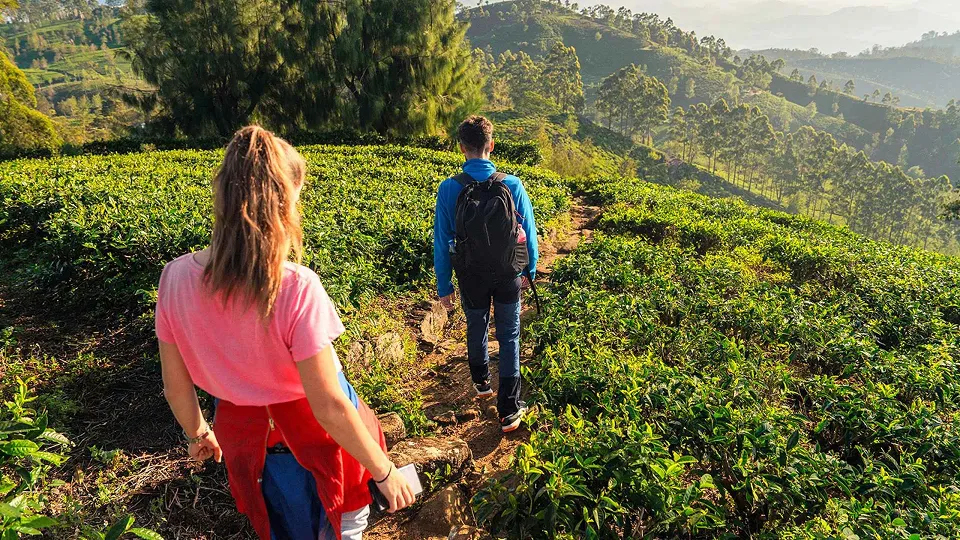 Why is The Pekoe Trail so special?