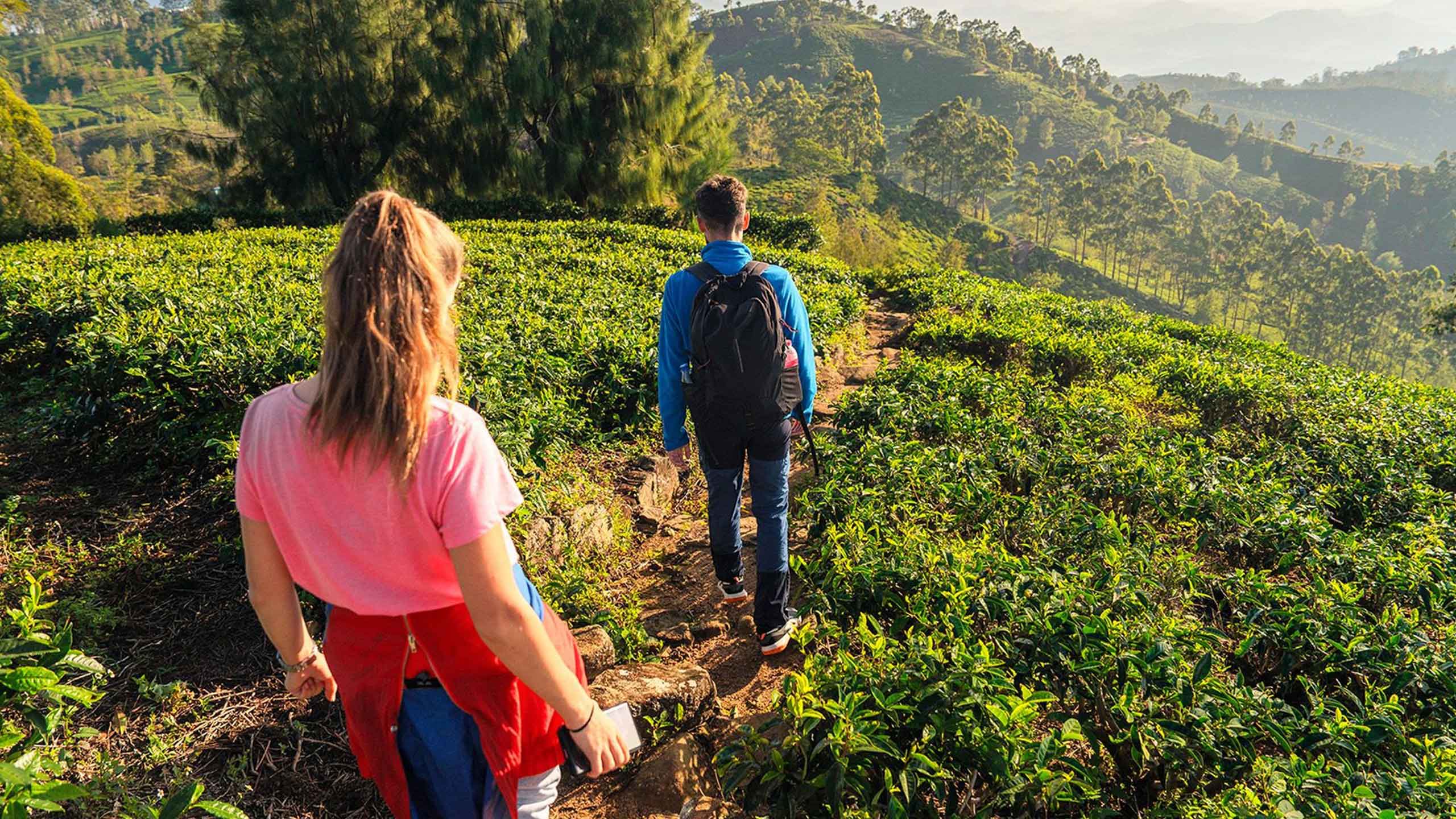 Why is The Pekoe Trail so special?