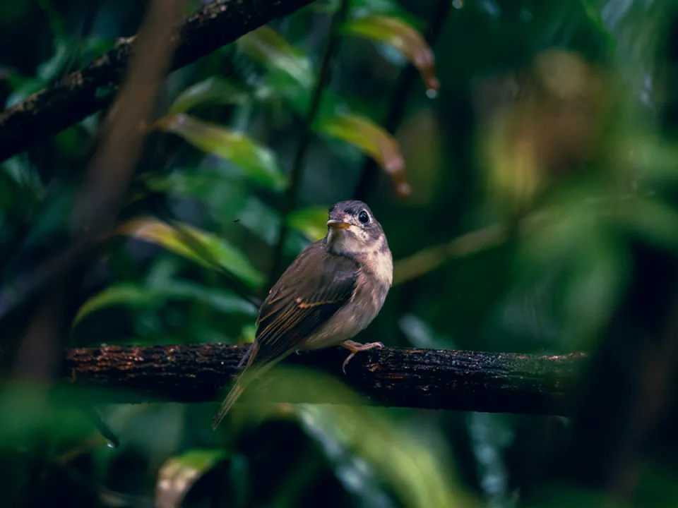 Explore Sri Lanka's last primary rainforest, Sinharaja, with your chauffeur-guide. in Sri Lanka