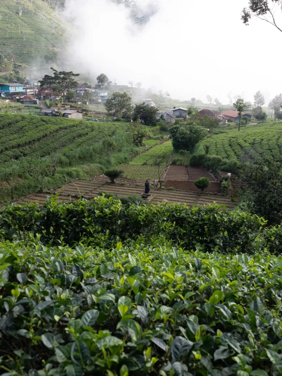 Pekoe Trail - Memorable travel experience photo