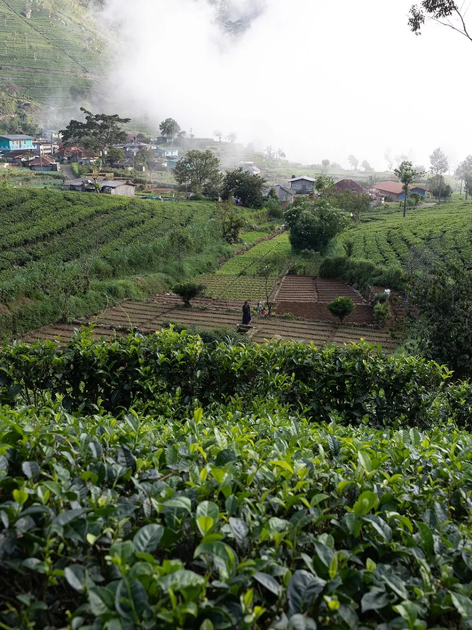 Why is The Pekoe Trail so special? — travel photograph 7