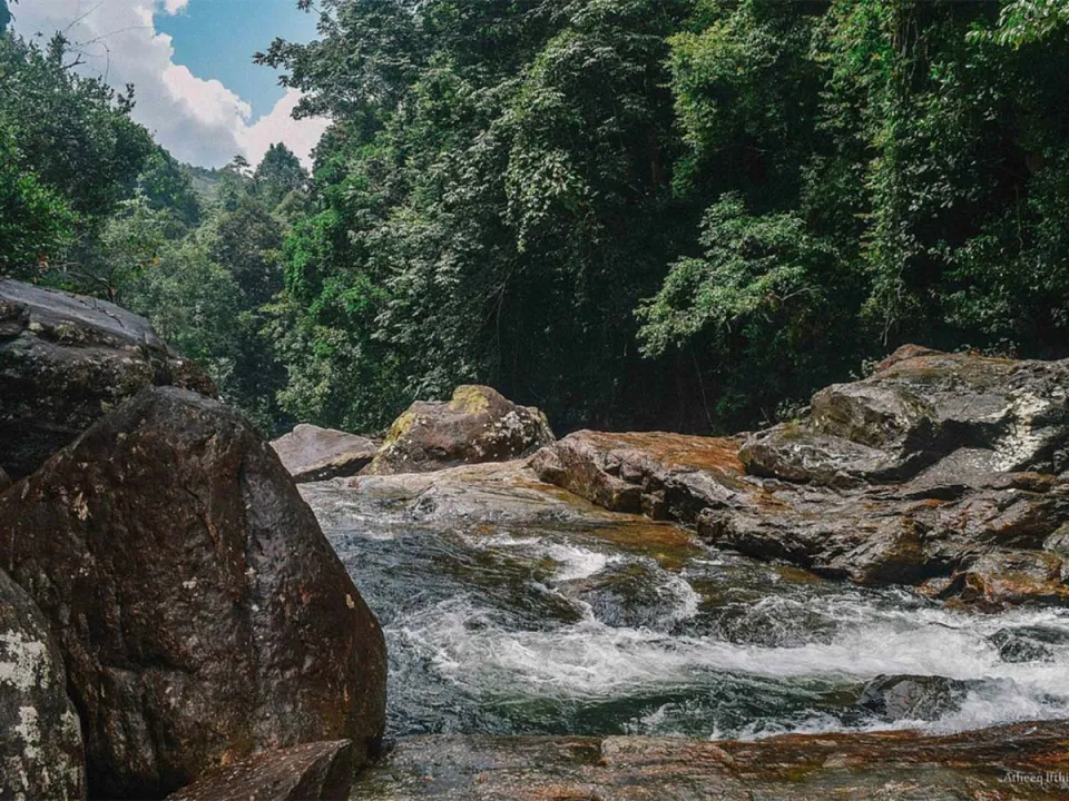 Trek through one of Sri Lanka's most significant remaining fragments of rainforest with your chauffeur-guide, just a short drive f…