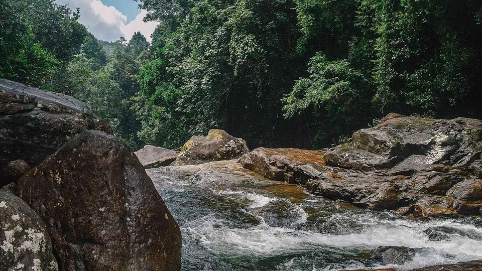 Kanneliya Rainforest — experience photograph