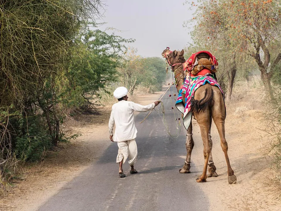 Rajasthan local cuisine: — Dsc 4009 Khushi Mishra Photography
