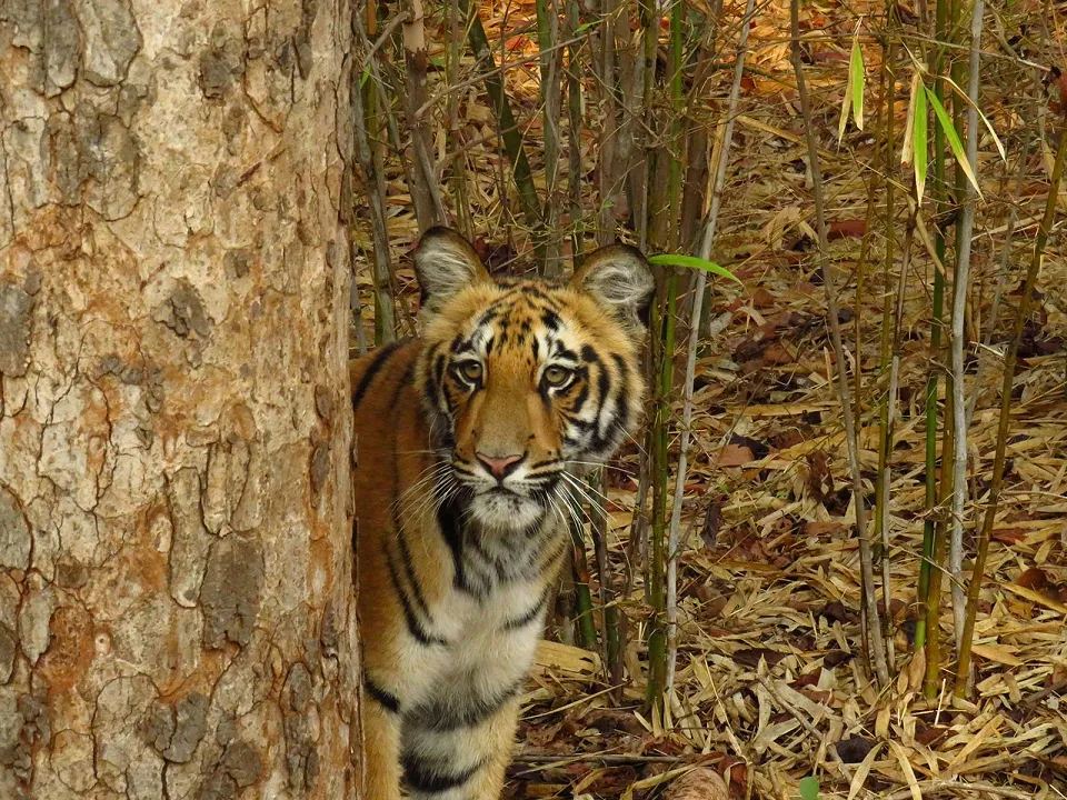 The top six national parks in India for wildlife safaris — travel article photograph
