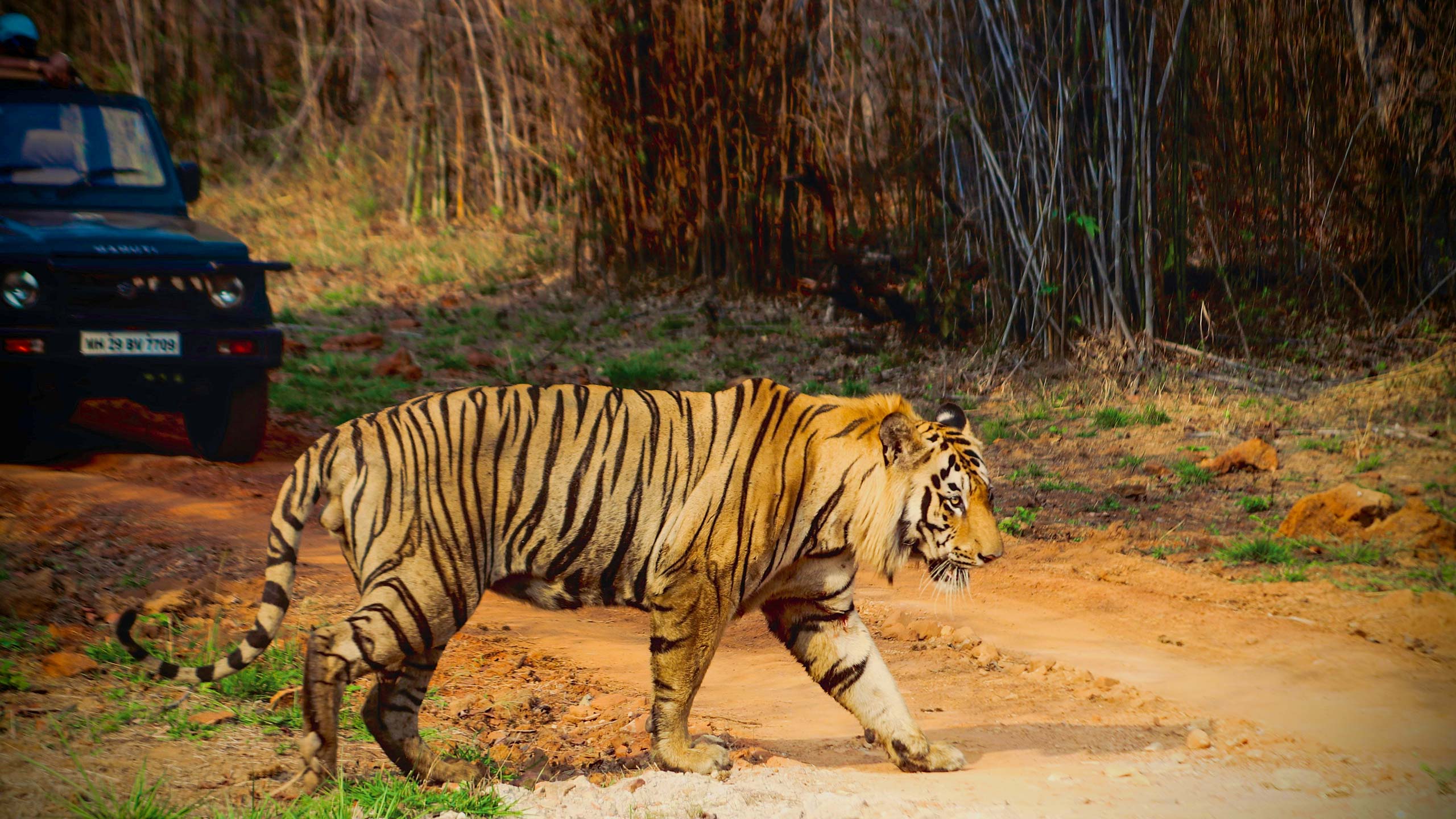 The top six national parks in India for wildlife safaris