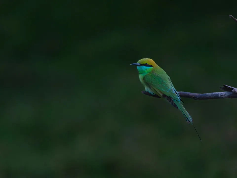 Pench: Best national park in India for Jungle Book scenery — Anirban Banerjee Lno6E9N8Rf Y Unsplash