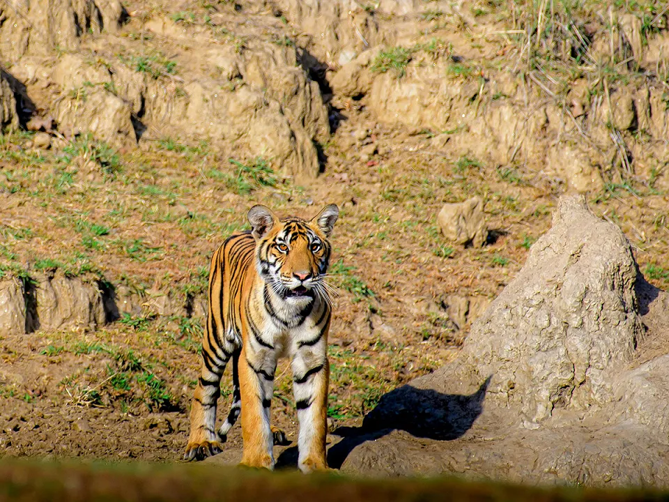 Panna: Best national park to include on a cultural tour of Madhya Pradesh — Pexels Shoyab Khan