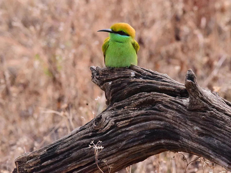 Panna: Best national park to include on a cultural tour of Madhya Pradesh — Nilesh S Hb7Ddeh Uzm Y Unsplash