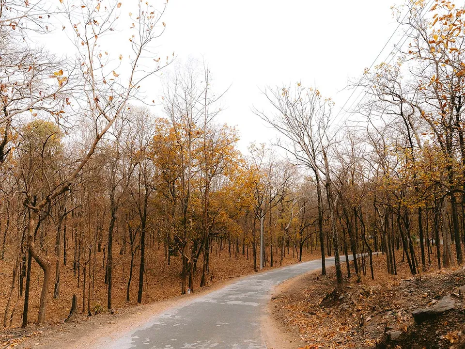 Bandhavgarh: Best national park in India for tiger spotting — Danish Puri M4Q Uk Vah Eg0 Unsplash