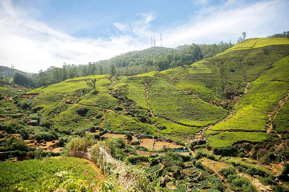 Tea-tasting on Sri Lanka for Families