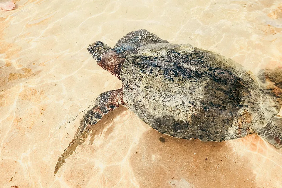 Turtle spotting on Sri Lanka for Families