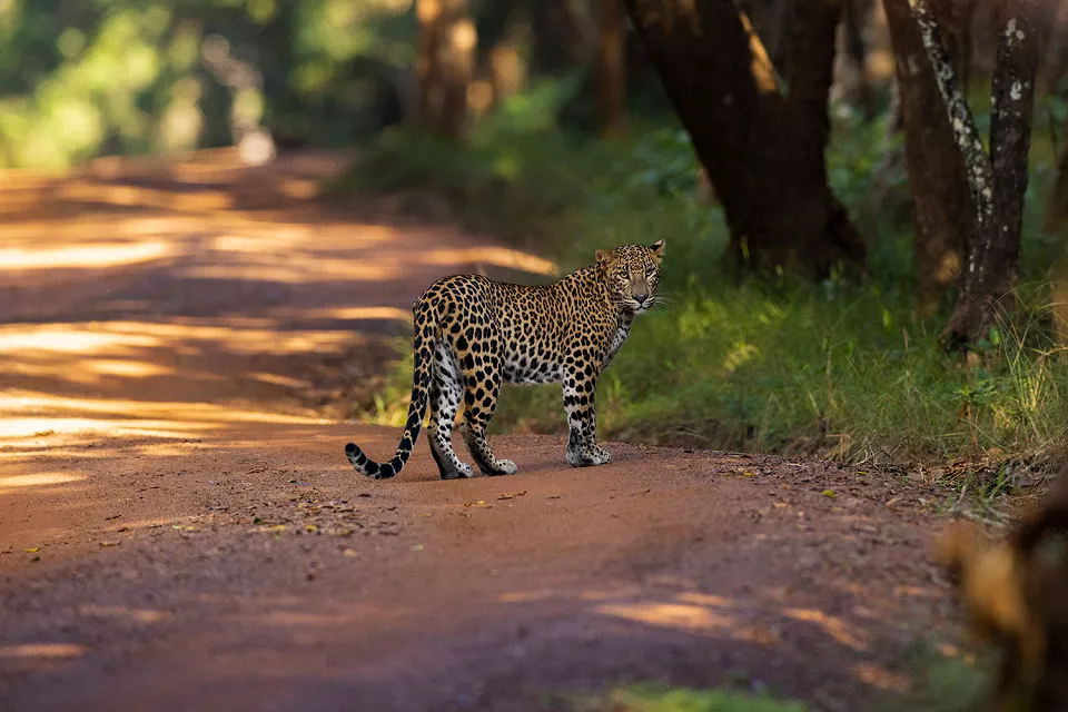 Into the wilderness on Sri Lanka's Northern Heritage