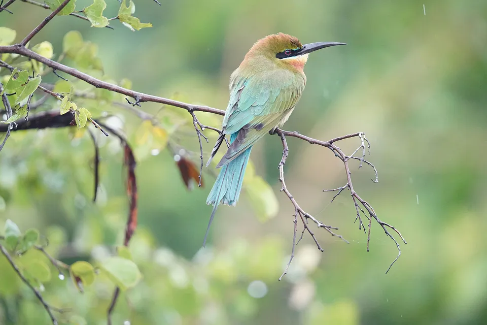 Tank birds on Sri Lanka's Northern Heritage
