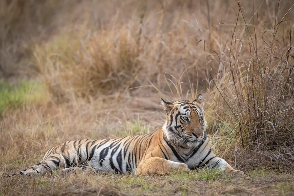Tiger time on Golden Triangle with Tigers