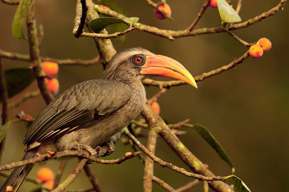 Bird spotting on Family Trip to Kerala with Little Ones
