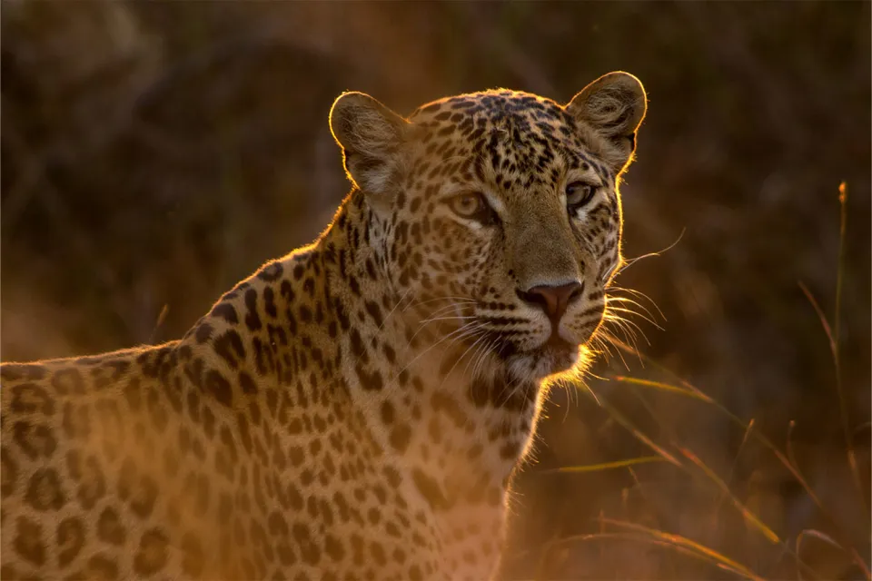Into the wild on Northern India with Varanasi