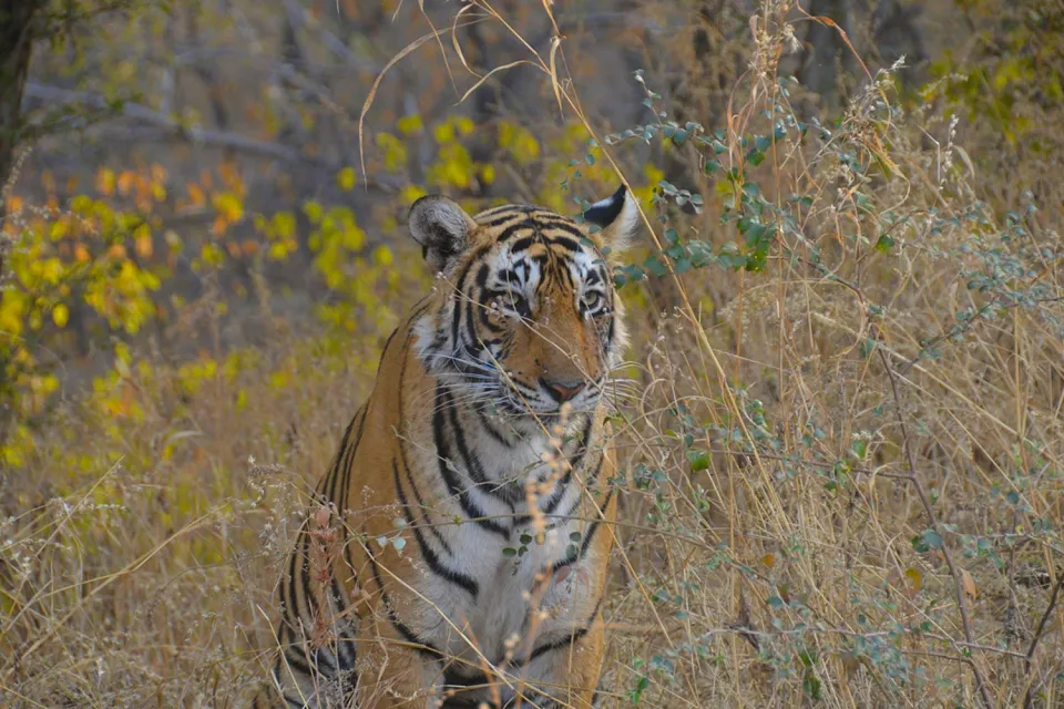 The early bird on Rajasthan with teenagers