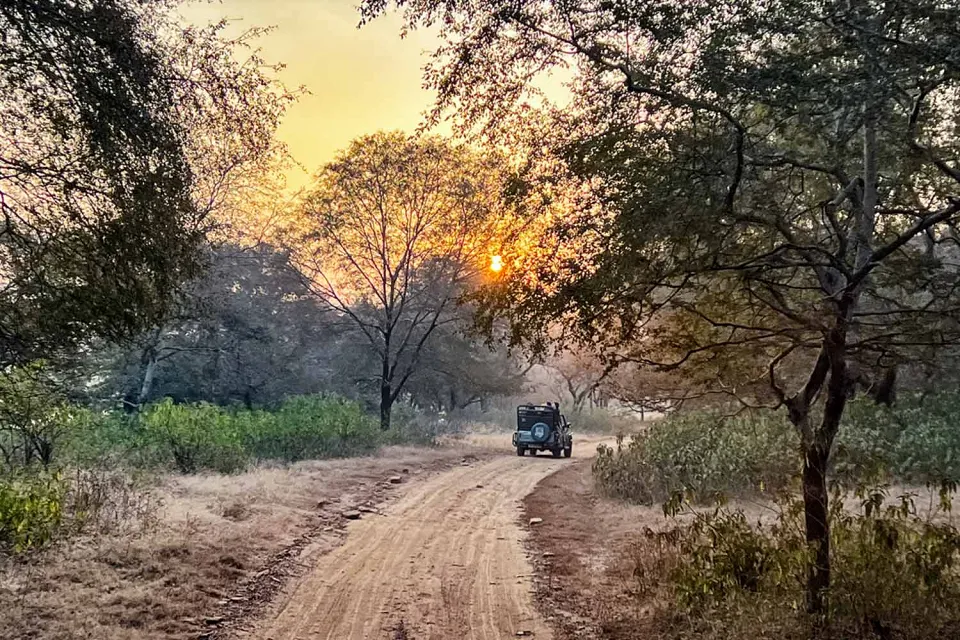 Tiger time on Rajasthan with teenagers