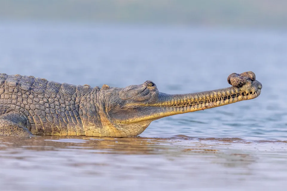 River safari on Rajasthan in Depth