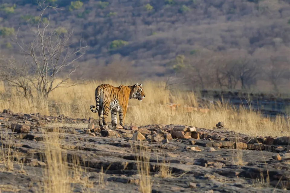 Into the wilderness on Rajasthan in Depth