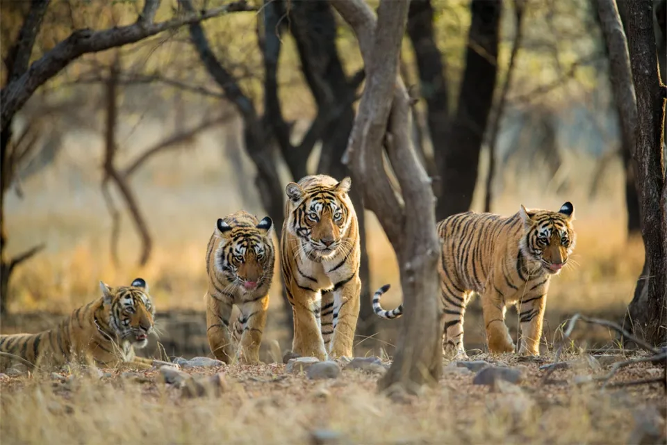 Tracking tigers on Rajasthan in Depth