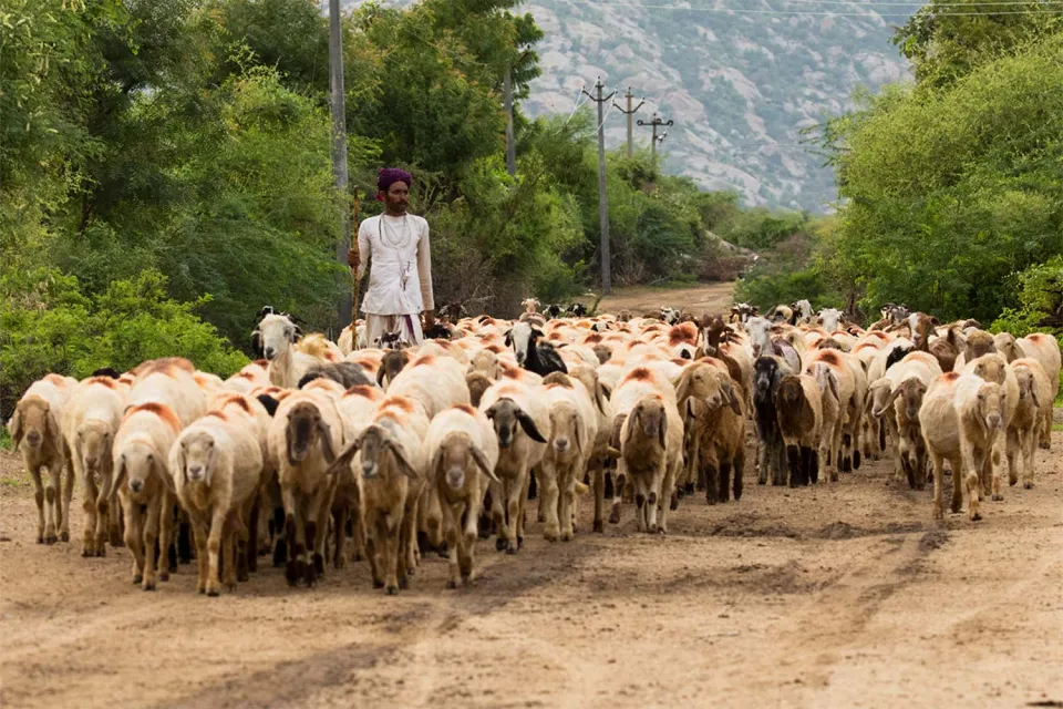 The wilderness beckons on Boutique Rajasthan