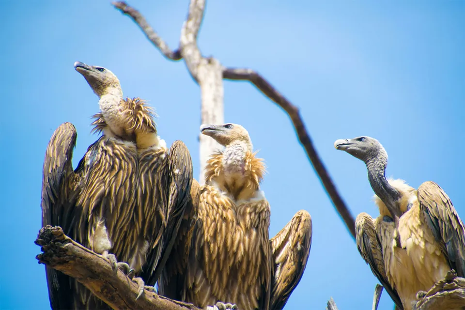 Into the wild on Wildlife of Central India