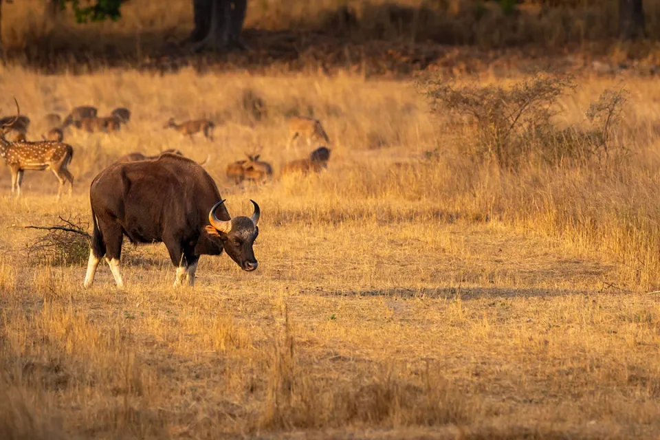 Drive and seek on Wildlife of Central India