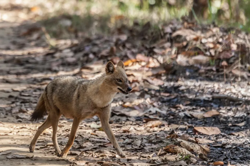 Cameras at the ready on Wildlife of Central India