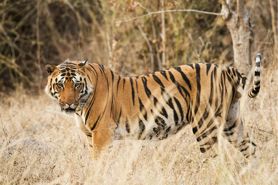 Tiger trails on Wildlife of Central India