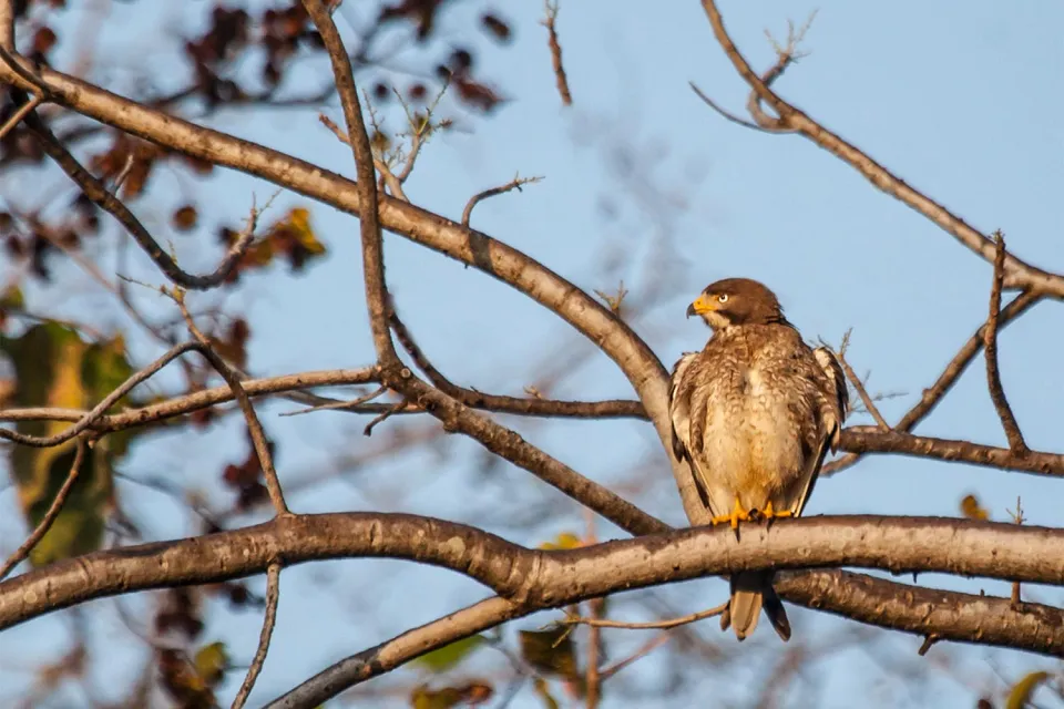 Heading for Pench on Wildlife of Central India