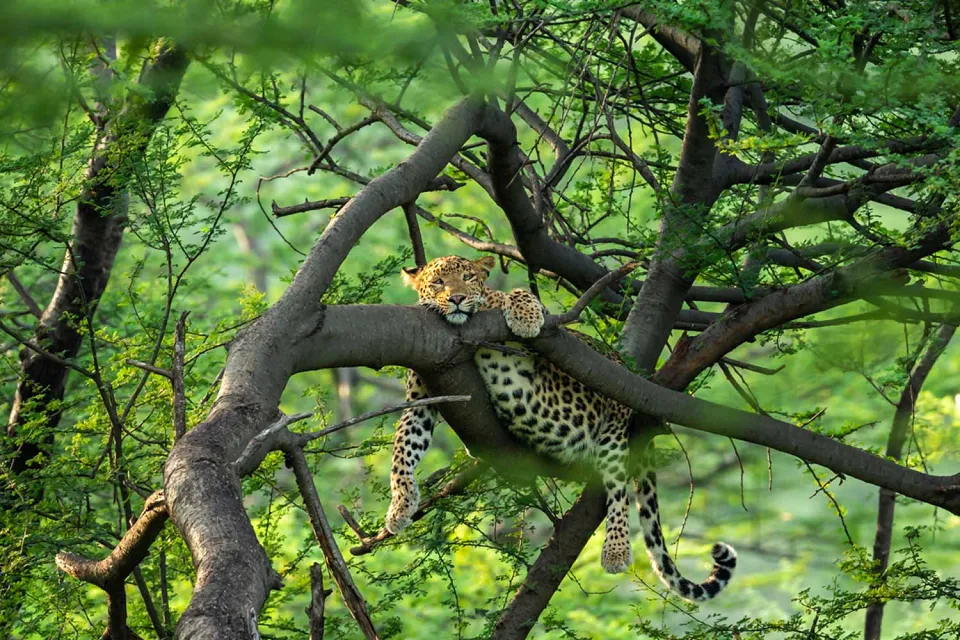 Jungle Book setting on Wildlife of Central India