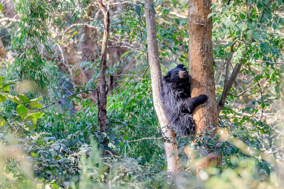Wild time on Wildlife of Central India